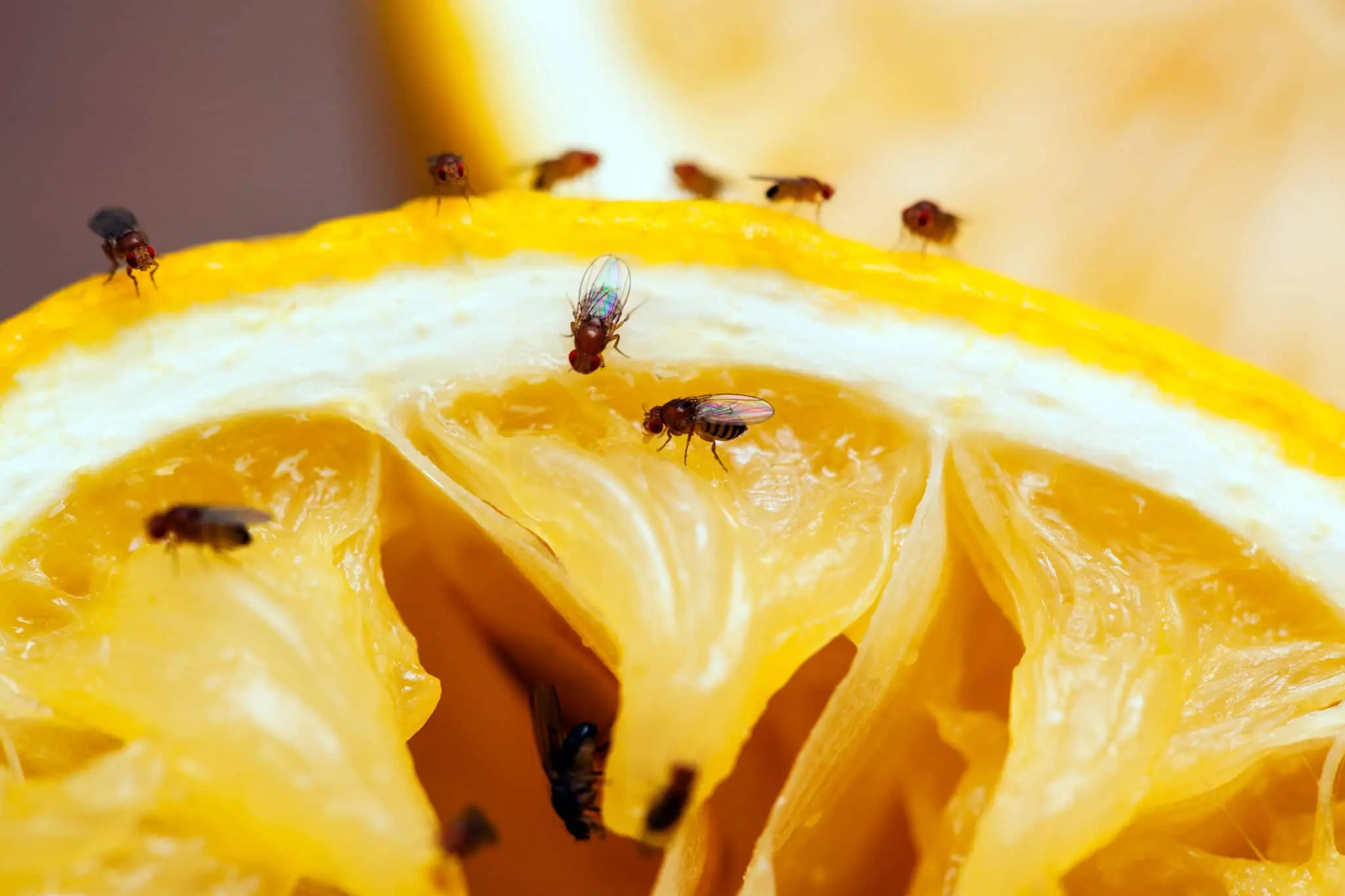 How to Get Rid of Gnats with Home Remedy?