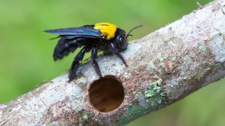 How to Get Rid of Carpenter Bees Without Killing Them?