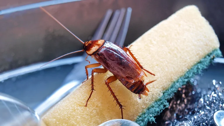 How to Get Rid of Roaches in Your House?