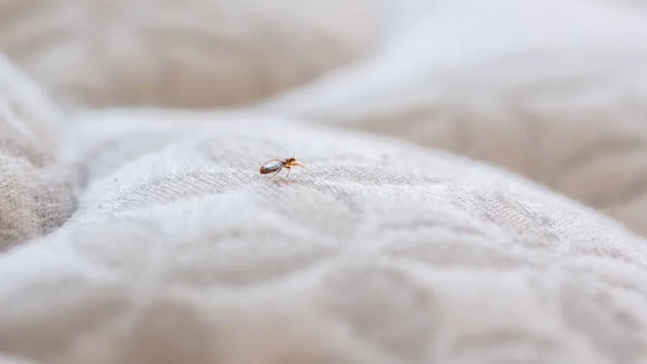How Do You Get Bed Bugs out of a Mattress?
