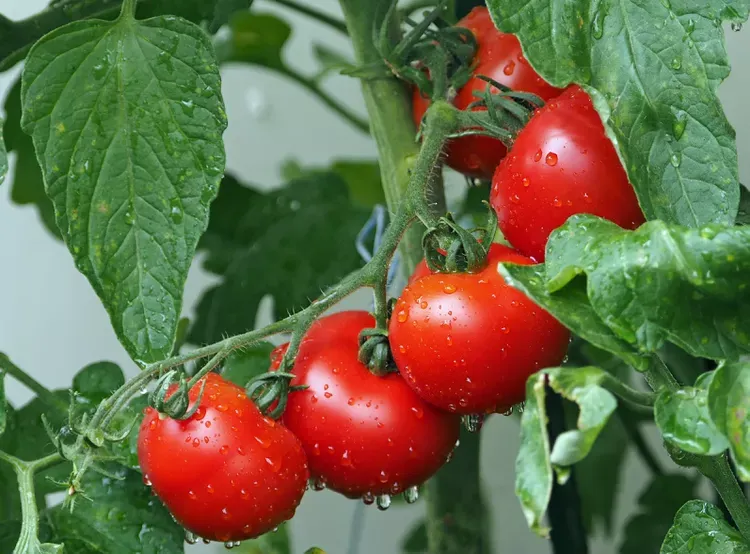 How Far Apart to Plant Tomatoe