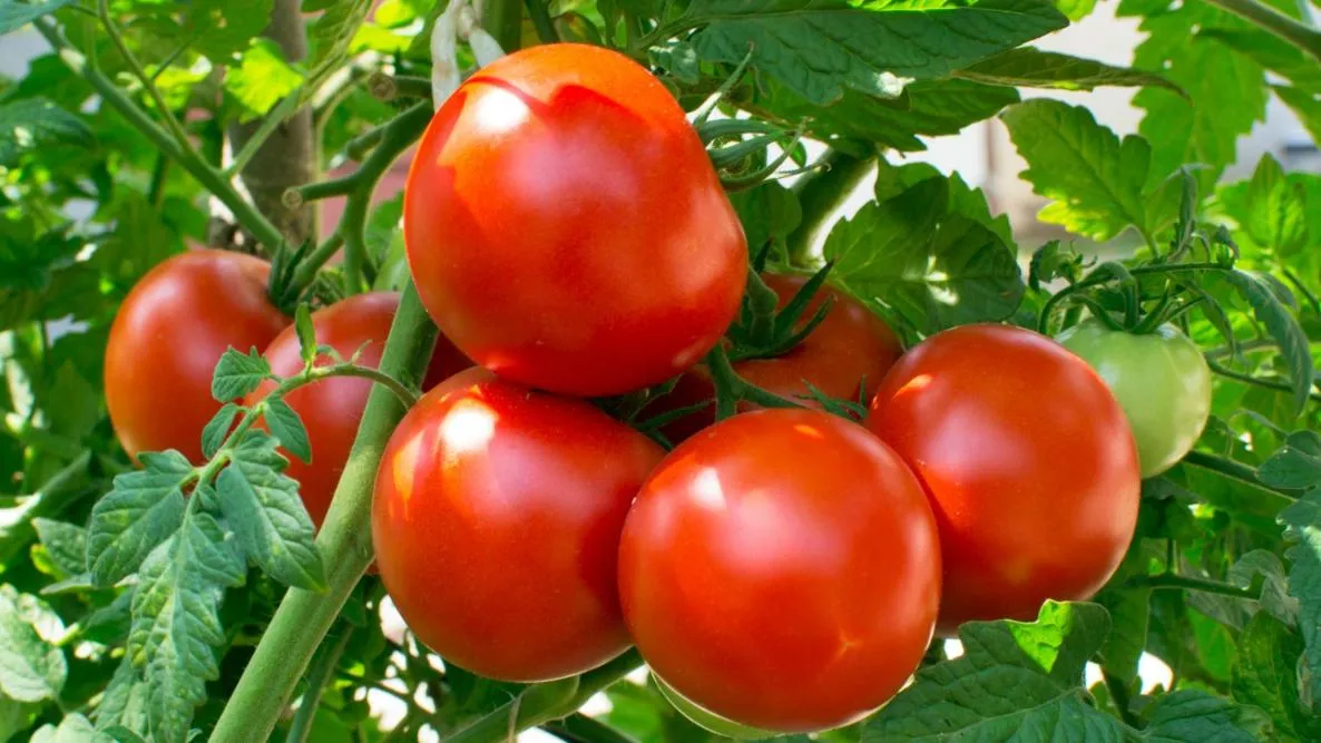 How Far Apart to Plant Tomatoe
