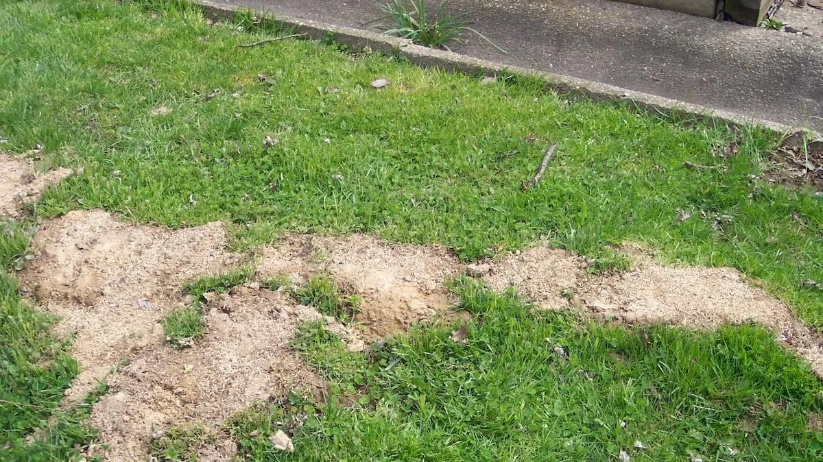 How to Get Rid of Moles in Your Yard?