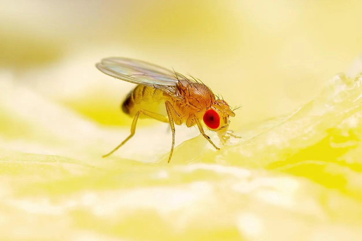 Why It's Hard to Get Rid of Fruit Flies?