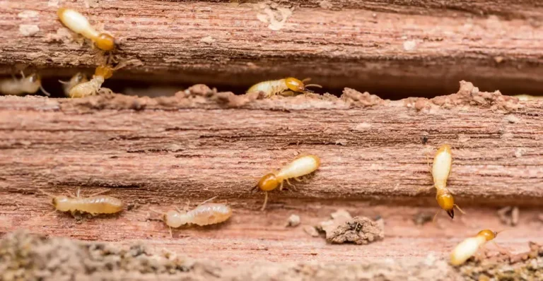 How to Get Rid of Termites in the House and Garden?