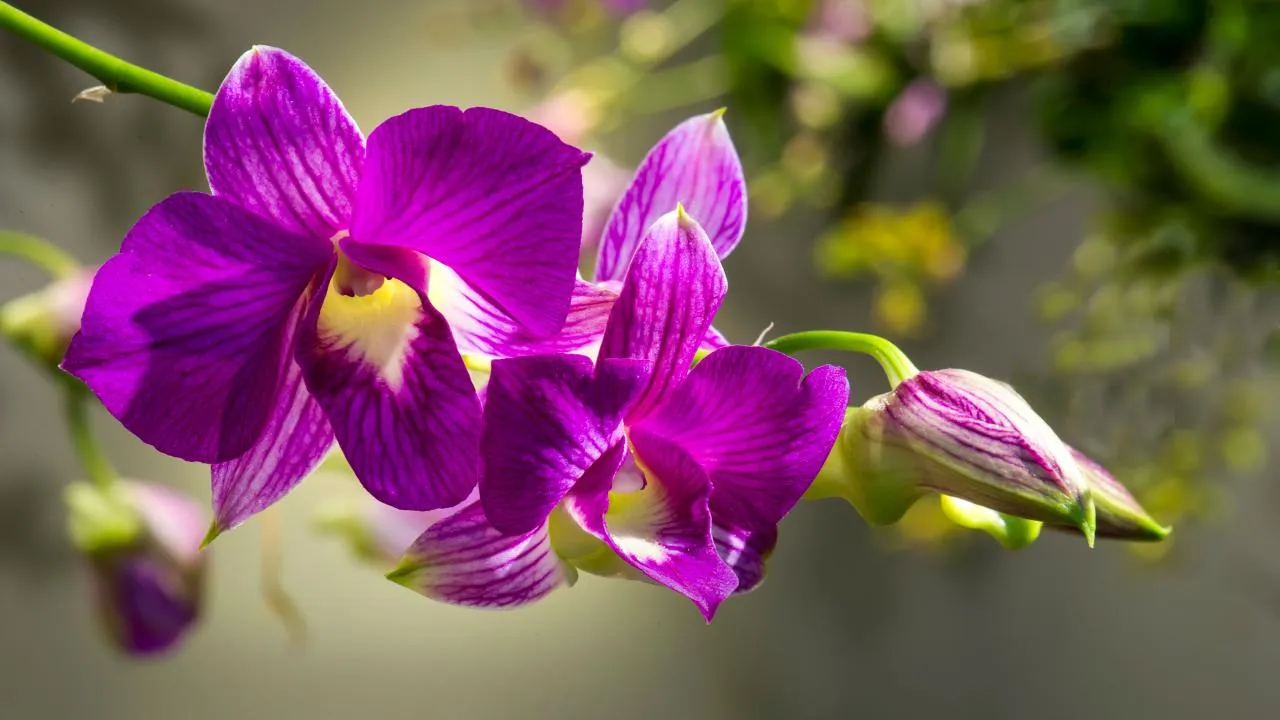 how to take care of orchids