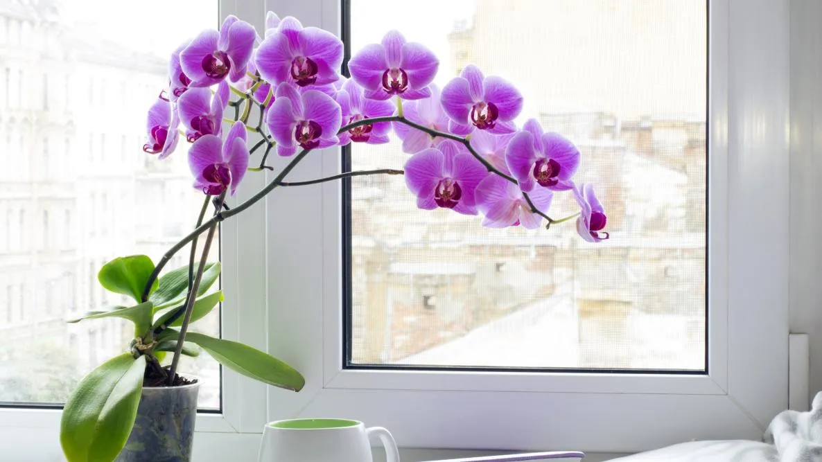 how to take care of orchids