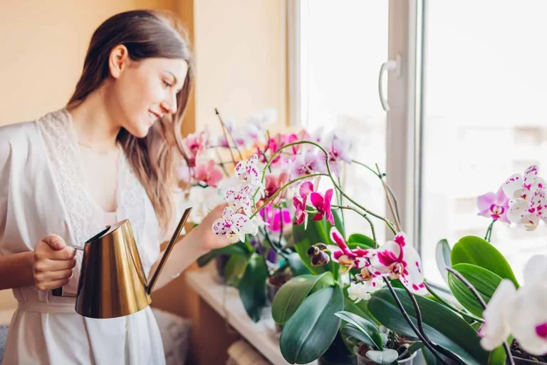 How to Properly Care for Your Orchids