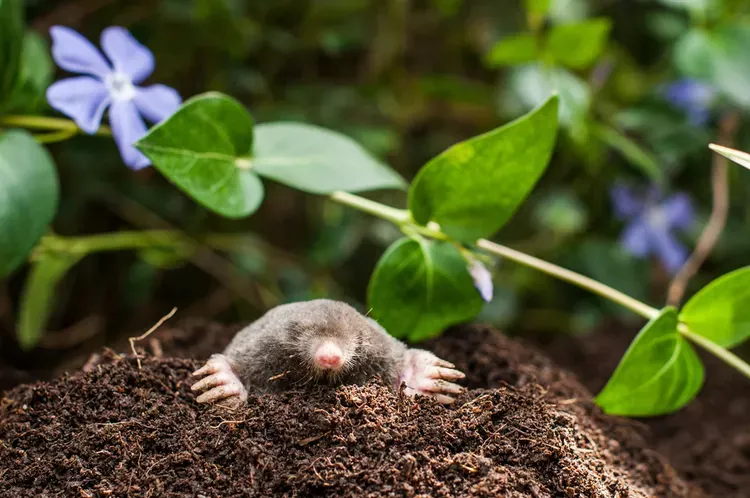 How to Get Rid of Moles in Your Yard?