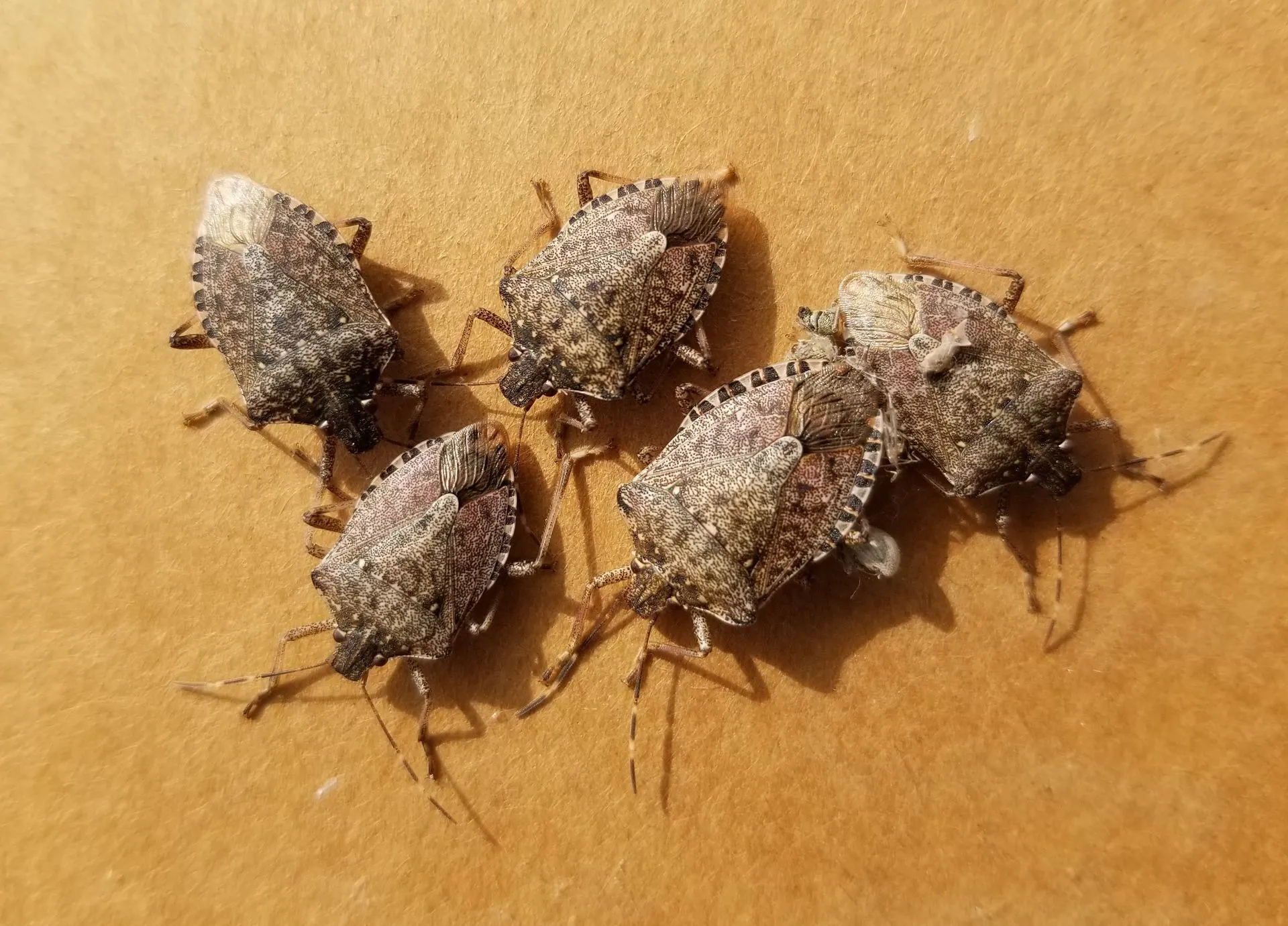 How to Get Rid of Stink Bugs