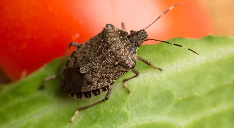 How to Get Rid of Stink Bugs With Essential Oils?
