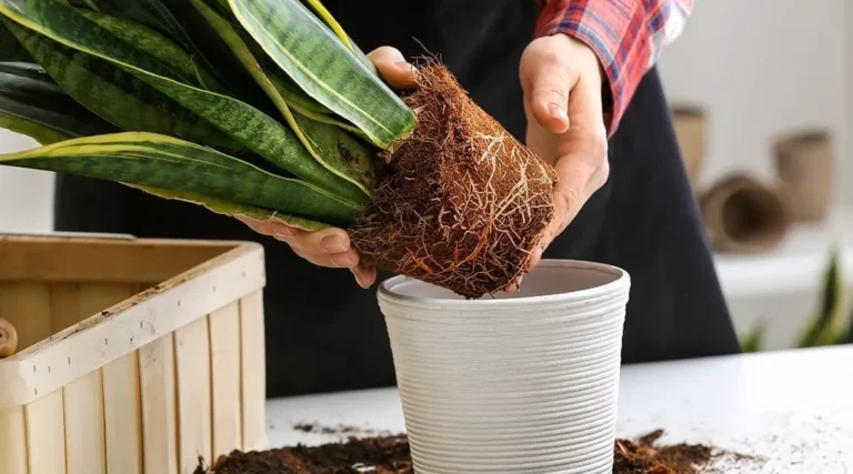 How to Repot a Plant with Long Roots without Killing it?