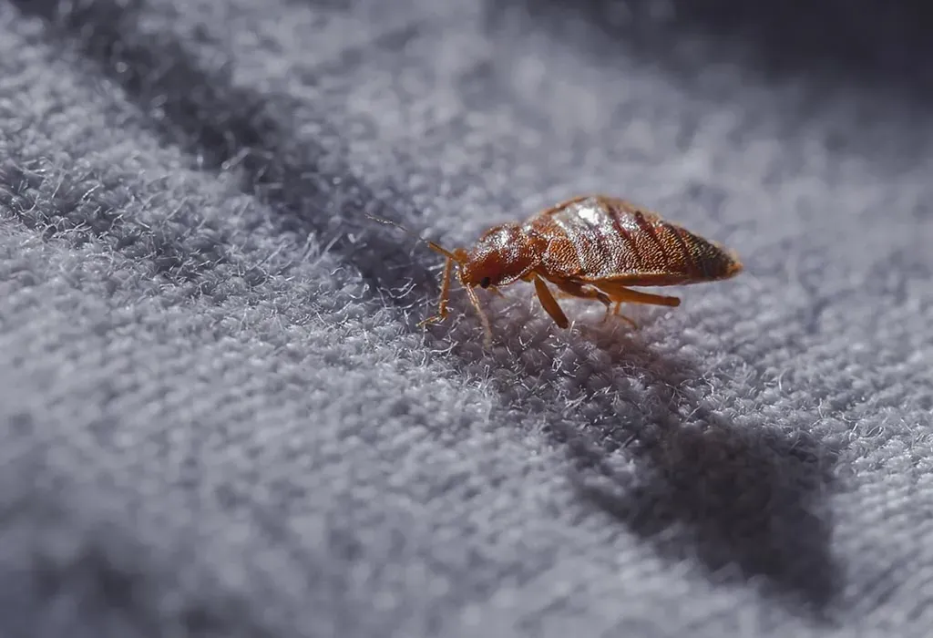 what kills bed bugs instantly