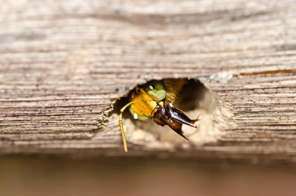 Use Almond, Citrus, or Another Scented Oil to get rid of carpenter bee