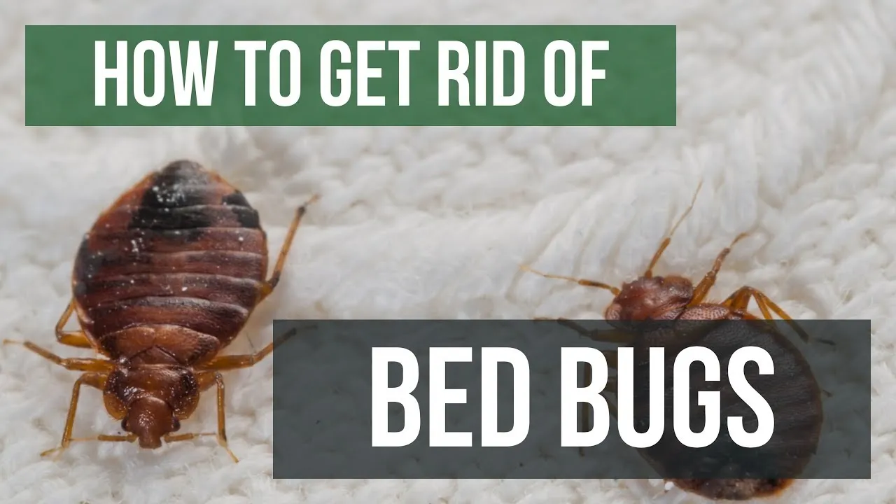 how to get rid of bed bugs
