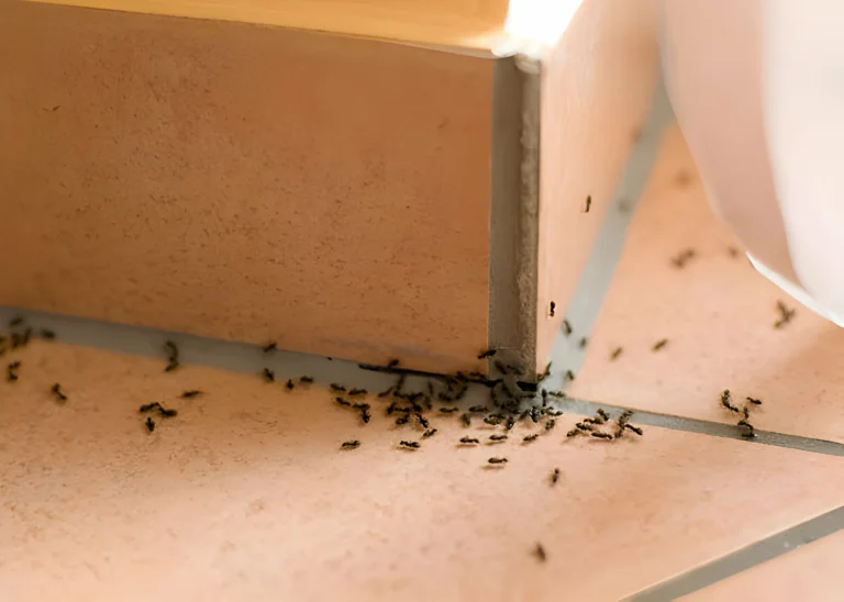 How to Get Rid of Ants in House without Chemicals?